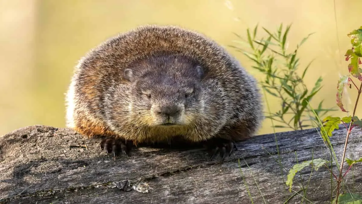 groundhog_width_1200_format_JPEG.jpg